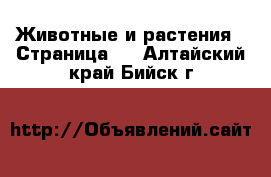  Животные и растения - Страница 2 . Алтайский край,Бийск г.